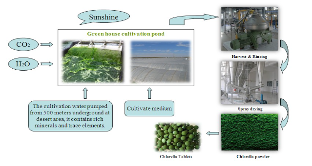 Flow chart of organic chlorella cultivation.png