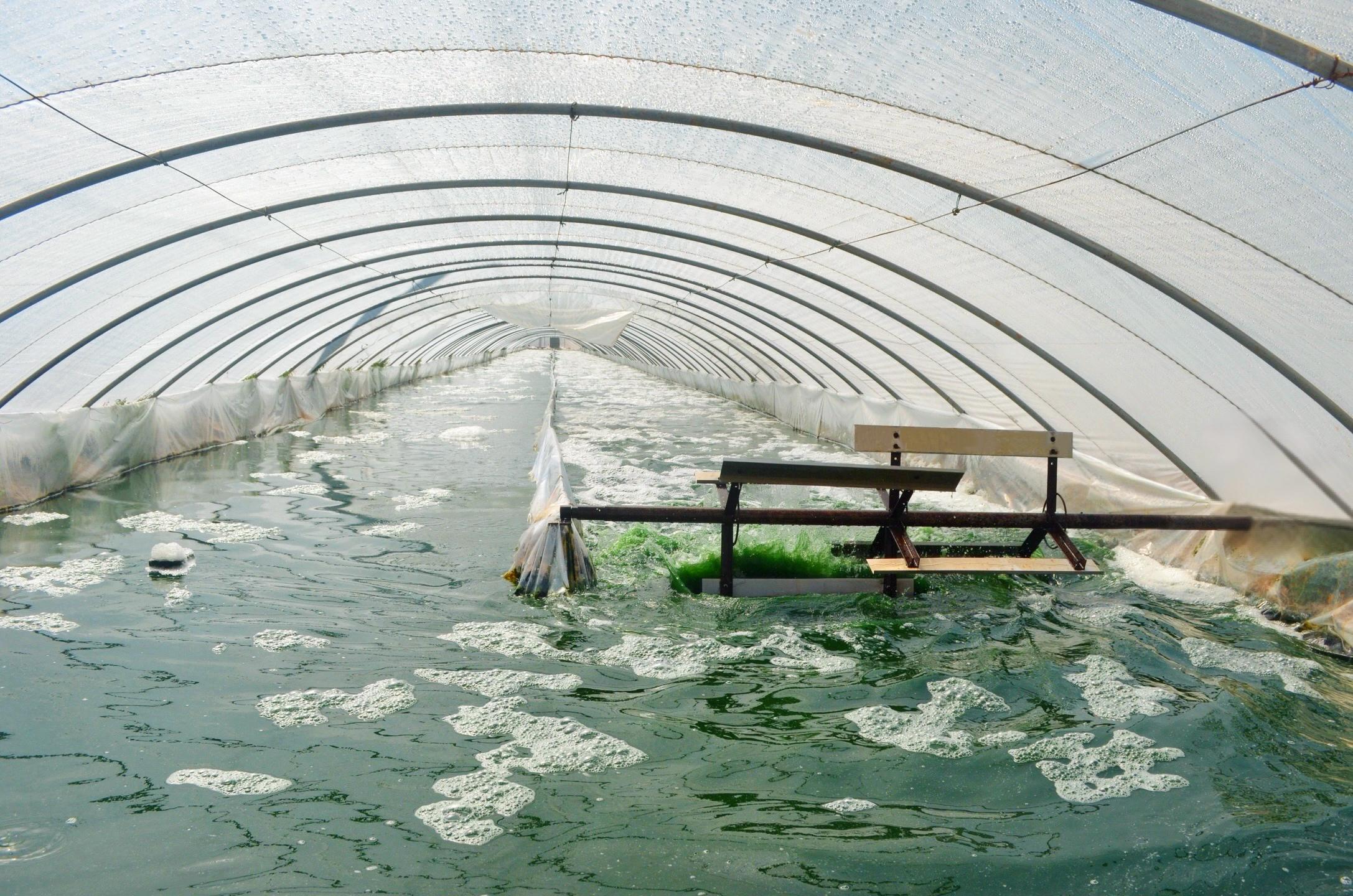 Cultivation pond.jpg